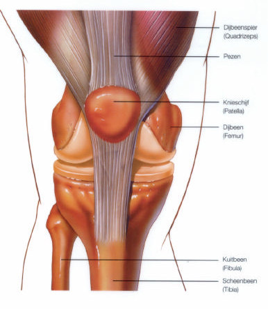 De knie
